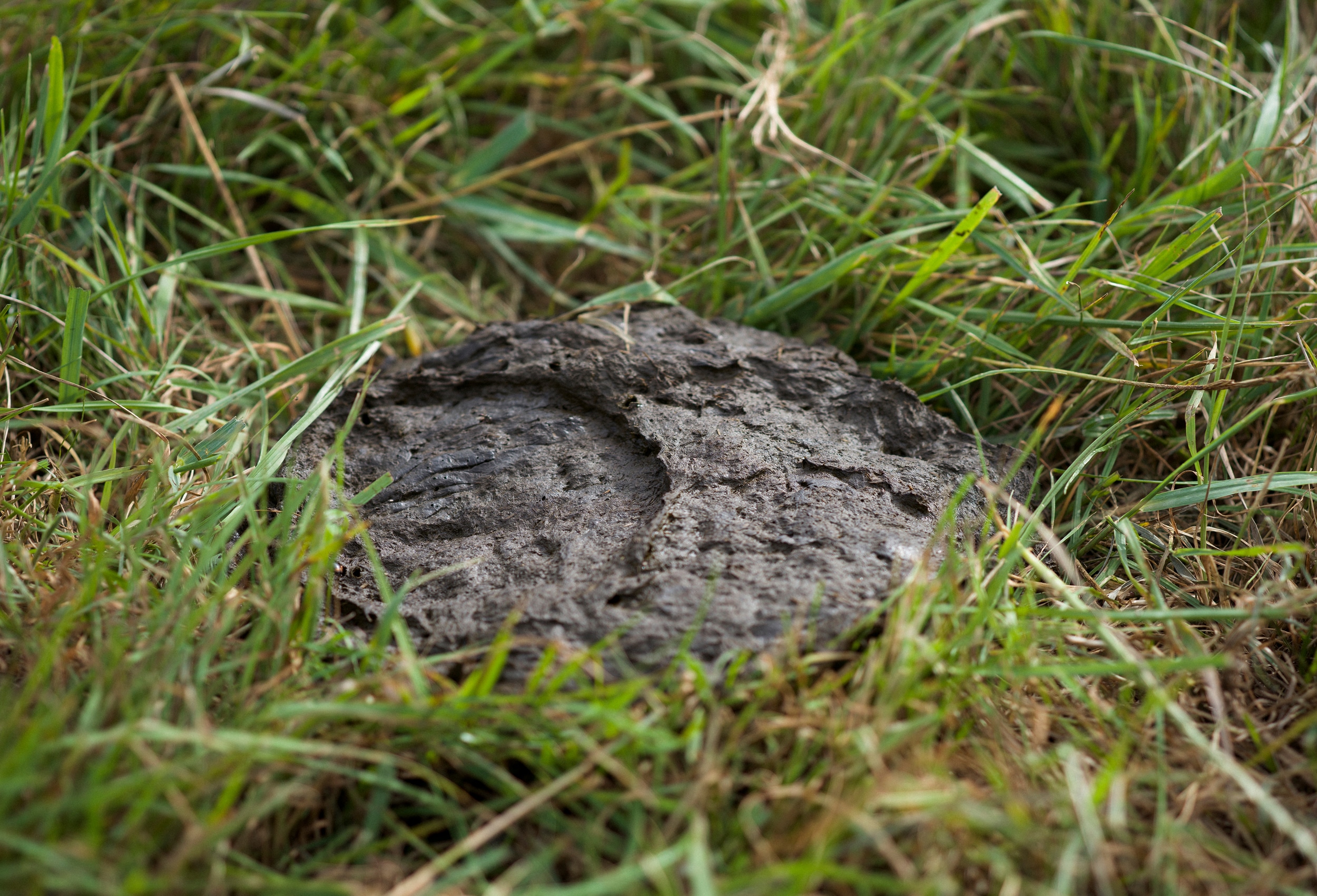 secrid impact fund dungse lab